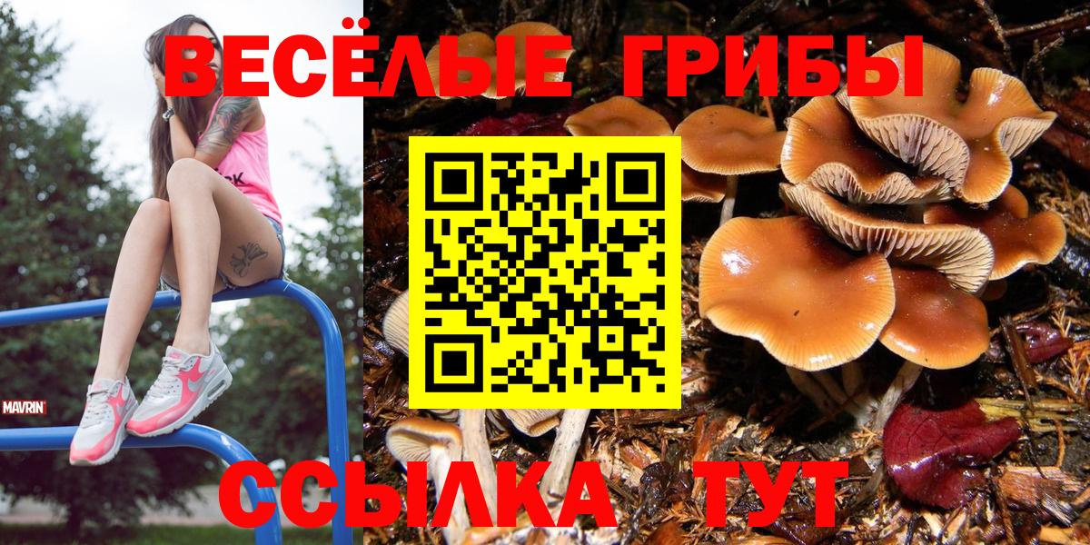 Псилоцибиновые грибы Psilocybine cubensis Шелехов